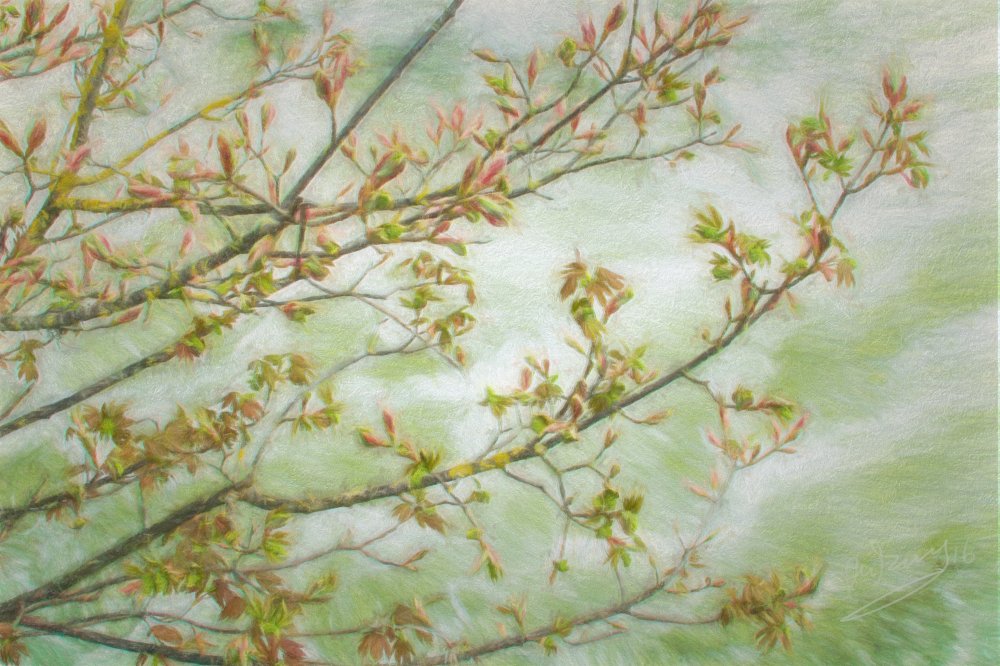 buds over the stream