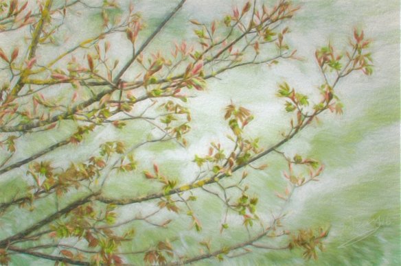 buds over the stream